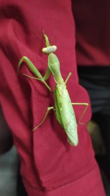 Прикрепленное изображение: IMG_20191012_175001_1.jpg